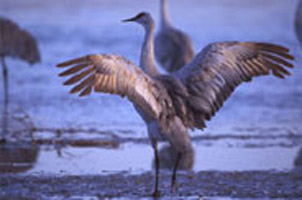 Sandhill Cranes