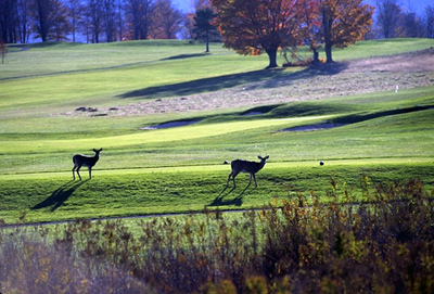 Formosan Deer 