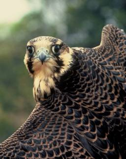 Peregrine Falcon Feathers