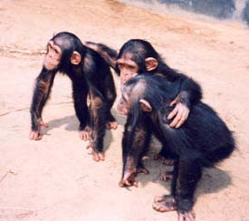 The Chimpanzee Who Saved a Life